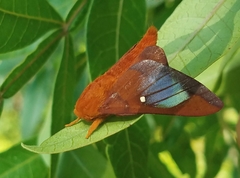 Anisota virginiensis