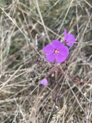 Drosera barrettiorum