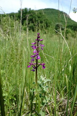 Anacamptis palustris elegans