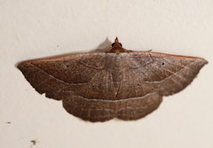 Nadagara xylotrema