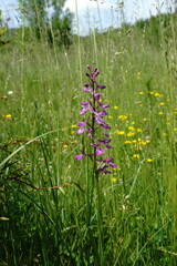 Anacamptis palustris elegans