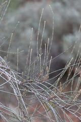 Casuarina pauper