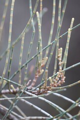 Casuarina pauper