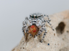 Pseudomogrus mirabilis