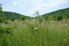 Triticum monococcum boeoticum