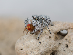 Pseudomogrus mirabilis