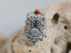 Pseudomogrus mirabilis