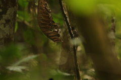 Smithornis rufolateralis image