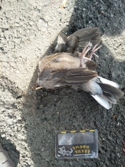 Streptopelia orientalis