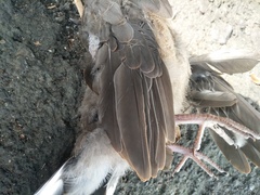 Streptopelia orientalis