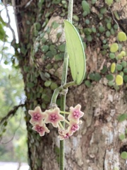 Hoya diversifolia