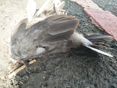 Streptopelia orientalis