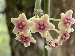 Hoya diversifolia