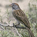 Worthen's Sparrow - Photo (c) greglasley, some rights reserved (CC BY-NC), uploaded by Greg Lasley