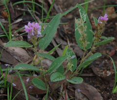 Uraria lagopodioides