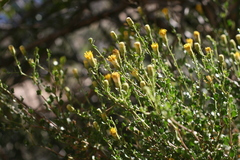 Pegolettia retrofracta