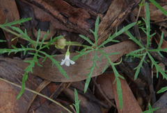 Ipomoea coptica