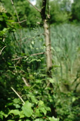 Poa trivialis sylvicola