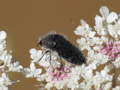 Acmaeoderella lanuginosa