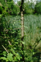 Poa trivialis sylvicola