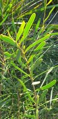 Acacia cupularis