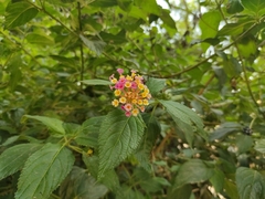 Lantana camara