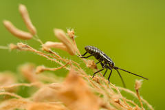 Leptopterna dolabrata