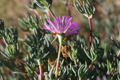 Lampranthus coralliflorus