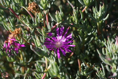 Lampranthus coralliflorus