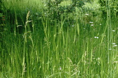 Triticum monococcum boeoticum