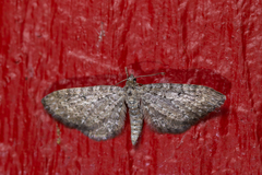 Eupithecia intricata