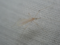 Cheilotrichia imbuta