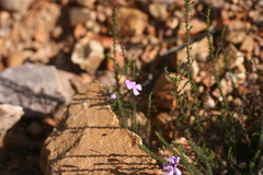 Jamesbrittenia aspalathoides