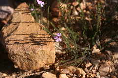 Jamesbrittenia aspalathoides