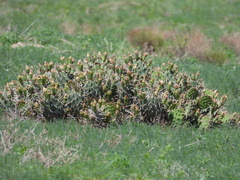 Opuntia cymochila