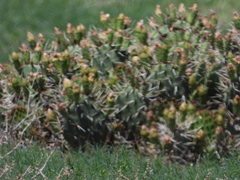 Opuntia cymochila