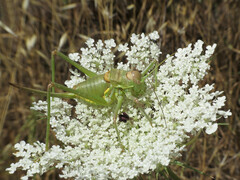 Steropleurus andalusius