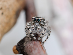 Pseudomogrus mirabilis