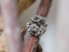 Pseudomogrus mirabilis