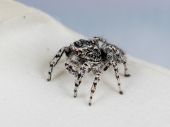 Pseudomogrus mirabilis