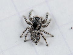 Pseudomogrus mirabilis