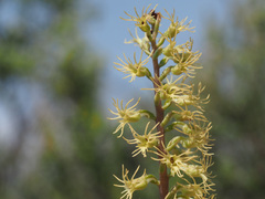 Holothrix schlechteriana