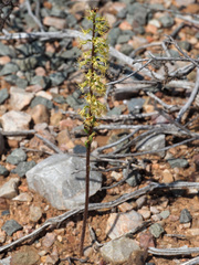 Holothrix schlechteriana