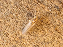 Cricotopus sylvestris