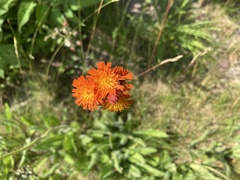 Pilosella aurantiaca