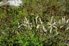 Tamarix tetrandra