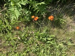 Pilosella aurantiaca