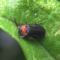 Cyphonocerus ruficollis