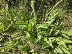 Pilosella aurantiaca