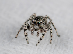 Pseudomogrus mirabilis